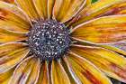 USA, Washington State, Sammamish. Zinnia with Autumn frost. Art Print